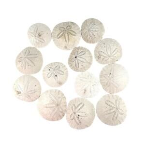 13 Natural Sand Dollars Lot for Crafts & Coastal Decor 2.5-3" Beach Shells